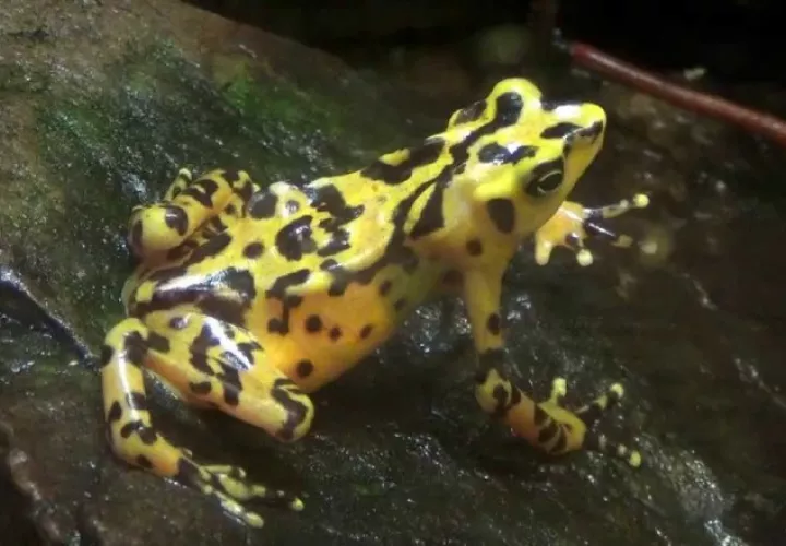Rana dorada (Atelopus zeteki). El 14 de agosto es el Día Nacional de la Rana Dorada (Ley 37 del 3 de agosto de 2010). /Foto www.youtube.com