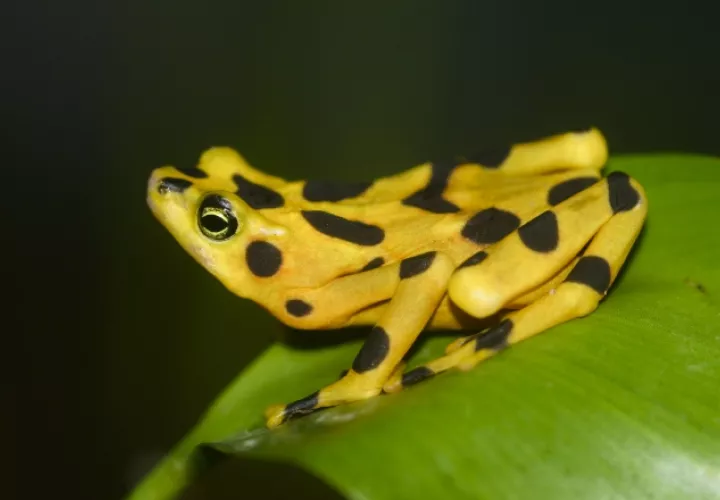 Especie endémica de El Valle de Antón y Parque Nacional Campana. /Foto wikipedia.org
