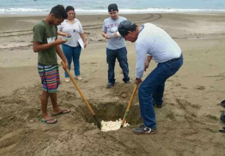 Se sembraron 2,517 huevos. Foto: Zenaida Vásquez  