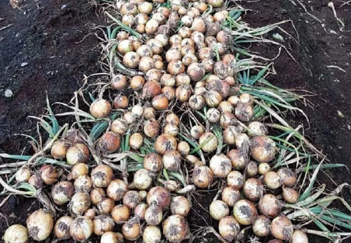 Productores aseguran que las importaciones ponen en peligro al productor nacional. /Foto José Vásquez