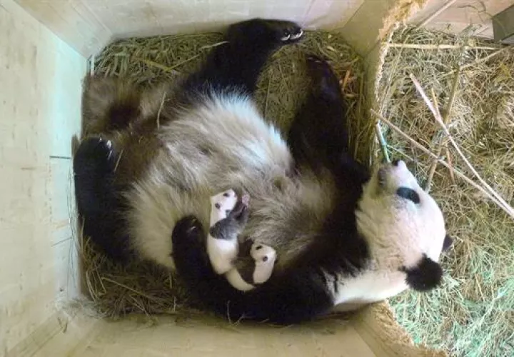 Dos crías (hembra y macho) tumbadas en el pecho de su madre Yang Yang en el zoo Tiergarten Schoenbrunn en Viena, Austria. Foto: EFE