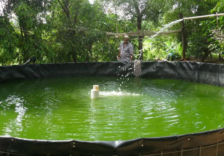 En el 2015 cerraron con 715 libras de producción de tilapia. FOTO/Zenaida Vásquez