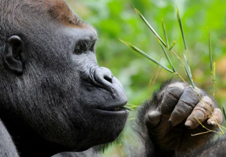 Piden proteger al gorila oriental del Congo. Foto/ EFE