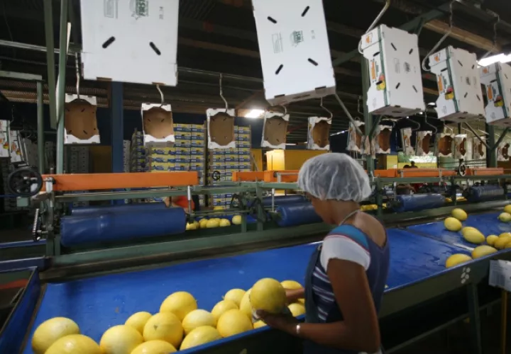 La piña fue uno de los productos de exportación que registró una mayor caída. /Foto Archivo