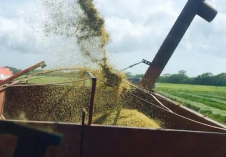 Las pérdidas en la producción de arroz han sido millonarias, aseguran los productores de  este rubro. Archivo