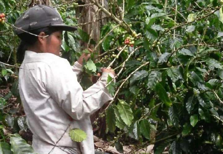 La caficultura es una de las actividades más importantes en la provincia chiricana.