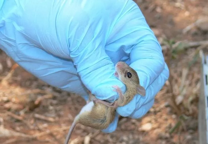  El hantavirus es un género que agrupa varios virus ARN, que son transmitidos por roedores infectados . Foto/Minsa