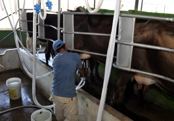 La contracción por la importación ha generado también  un excedente de 30% de leche grado c, sobre la capacidad de compra. Archivo