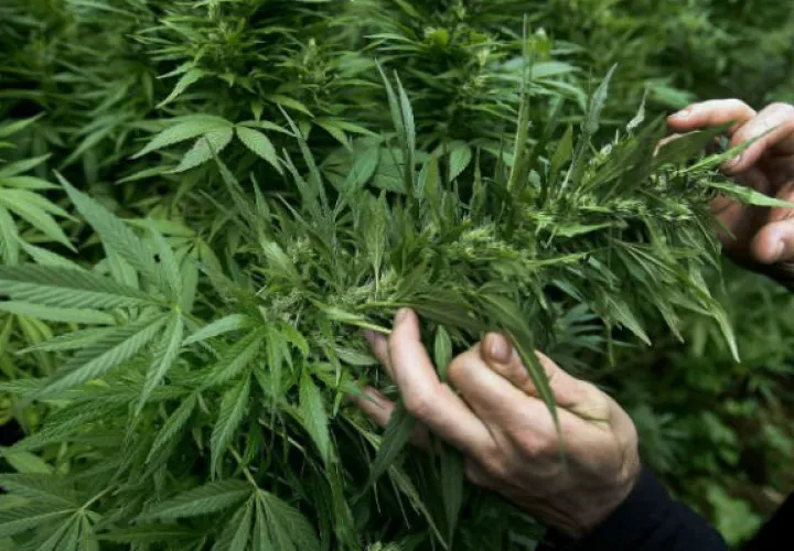 Planta de Cannabis. Foto: Archivo 