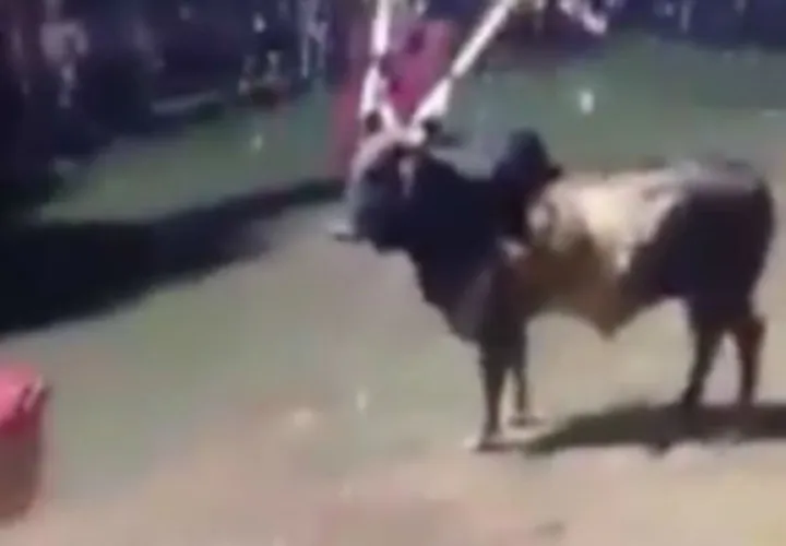 Regularán fiestas de toros en Las Tablas para evitar maltrato. Foto: Zenaida Vásquez 