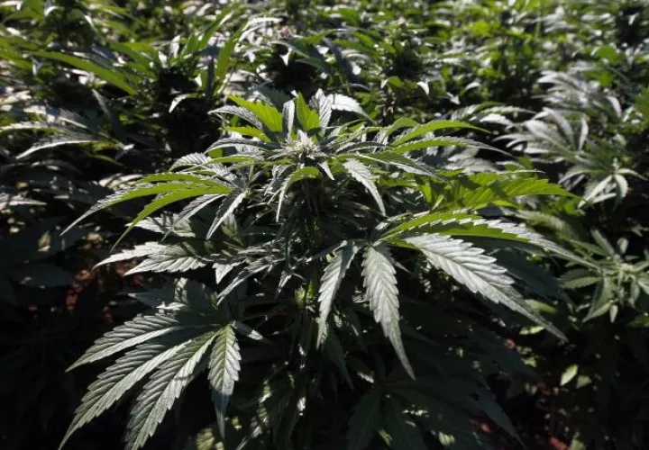 Planta de Marihuana. EFE