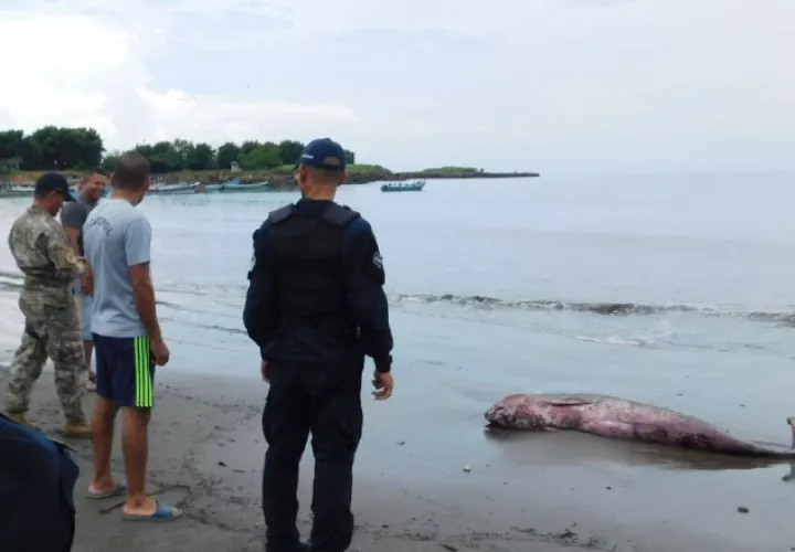 El cetáceo se asemeja a la  ballena gris, marsopa y a la  orca. /Foto Zenaida Vásquez 