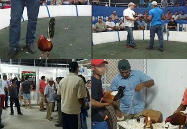 Las autoridades ubicaron una gallera en Los Santos donde se hacían apuestas de miles de dólares.