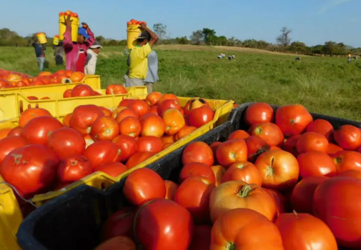 Los productores santeños industriales han sufrido grandes pérdidas. Foto: Zenaida Vásquez 