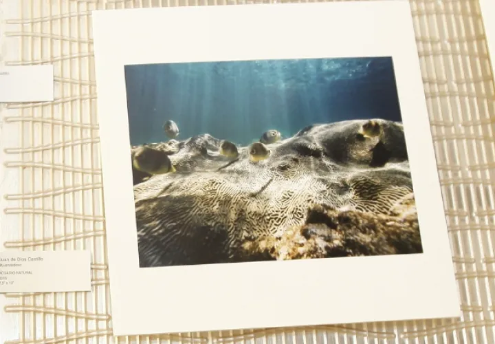 Esta fotografía capturó parte de la belleza del  biosistema marino. 