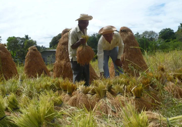 Productores se sienten amenazados ante importaciones del IMA. /Foto Archivo