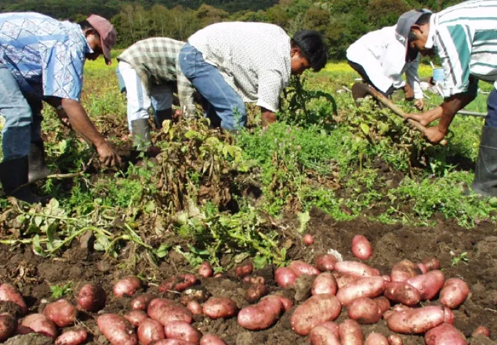 Los productores se han visto afectados por la falta de atención y burocracia en trámites estatales. Archivo
