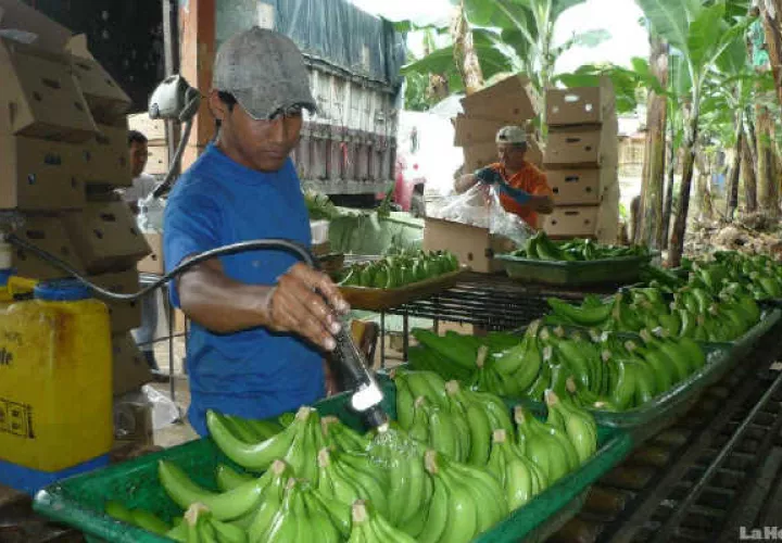 Producción bananera en Barú.