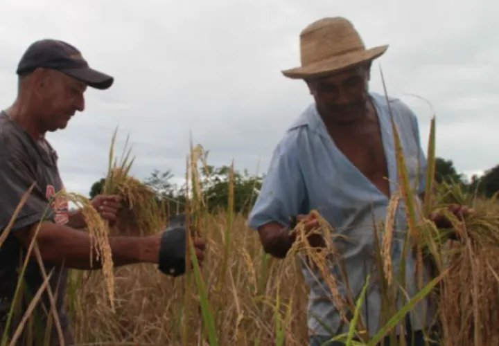La cantidad de hectáreas cultivadas en Panamá disminuye de forma continua.