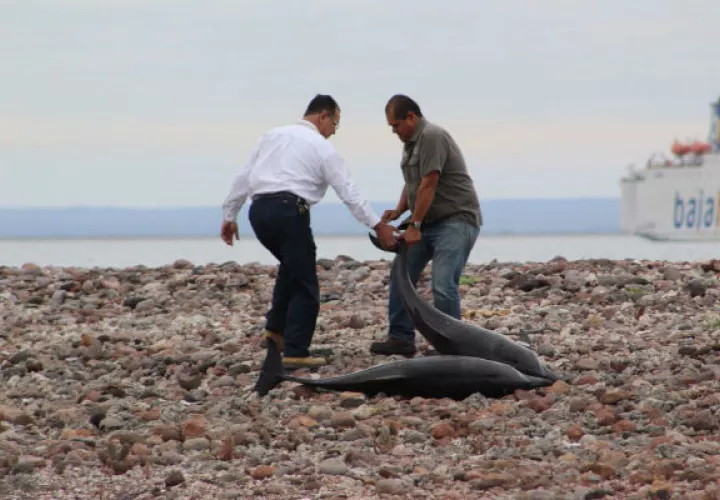 Autoridades del Medio Ambiente y residentes del municipio de La Paz, regresan al mar a decenas de delfines. FOTO/EFE