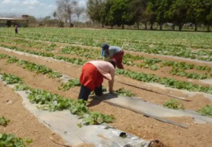 Los agricultores piden ayuda. /Foto Archivo