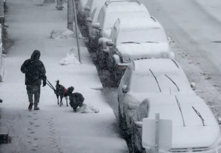 Un hombre pasea sus perros ante autos cubiertos de nieve. Foto: AP.