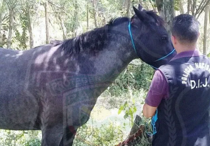 El animal no presentaba heridas o algún rasgo de maltrato / Foto @protegeryservir.