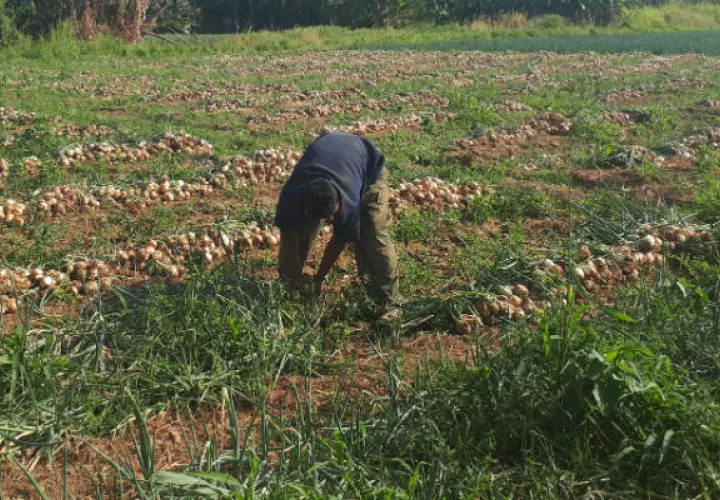 Desde diciembre ellos vienen trabajando en la cebolla. Foto: Elena Valdez.