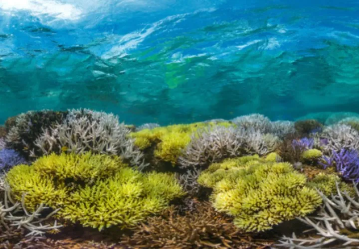 Los corales, hábitat y alimento de miles de especies marinas, tema de documental. Cortesía 