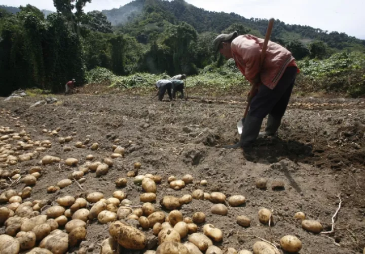 Productores afirman que tienen que competir con la papa importada, que no está regulada. Archivo