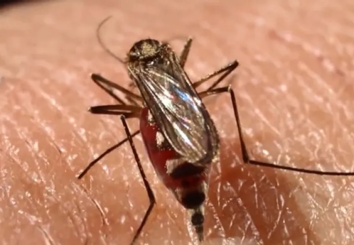 Llamado urgente a la población, para lograr erradicar los criaderos de mosquitos.