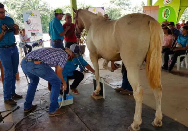 Los médicos veterinarios señalan que las autoridades no dicen la verdad.  