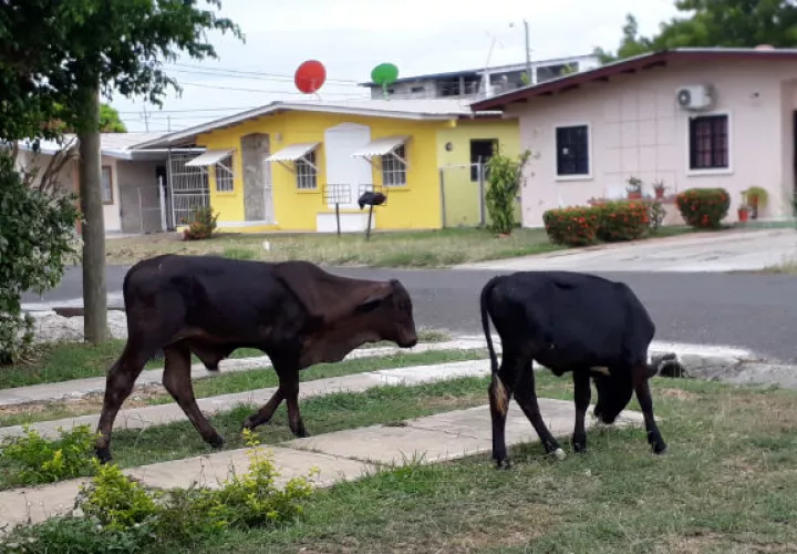 La población está aburrida de ver al ganado pastando en su jardín. Foto/ Thays Domínguez