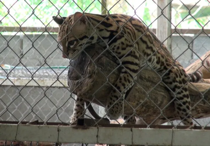El tigrillo es uno de los felinos más pequeños que se encuentran en Panamá y Centroamérica. /Foto Edwin González