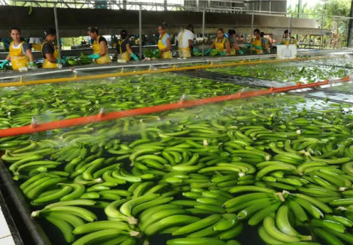 La importación de banano aumentó un 28.3% hasta marzo pasado