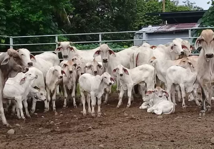 Cuando un animal es sacrificado por brucelosis se informa al Minsa para que se lleve un registro.  Fotos: José Vásquez