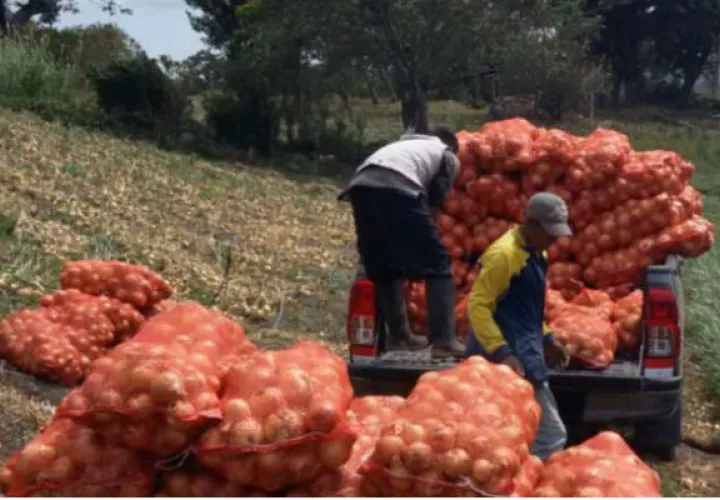 Cebolleros indican que los comerciantes no están preocupados por el consumidor