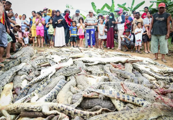 Residentes locales observan la montaña de cadáveres de cocodrilos. Foto: EFE 