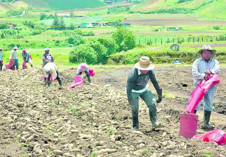 Los productores han manifestado que los TLC no les benefician