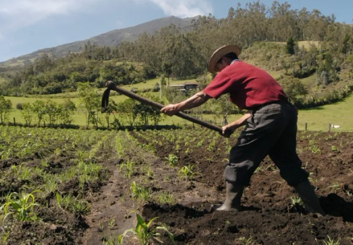 El sector agropecuario está agonizante y requiere de políticas públicas urgentes. /Foto Archivo