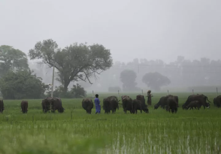 A los linchamientos provocados por rumores se suman los protagonizados por grupos de "protectores de vacas" de extrema derecha hinduista.