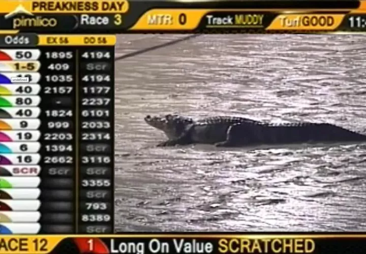 Un reptil en la pista del hipódromo de Pimlico, el día del Preakness Stakes.