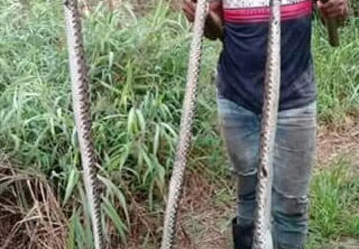 Los pobladores de  Aserrío de Gariche, han optado por matar a las serpientes por su alto grado de peligrosidad. Foto/José Vásquez