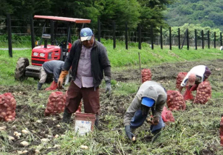 Amplían la cobertura de los beneficios del programa de transformación agropecuaria 