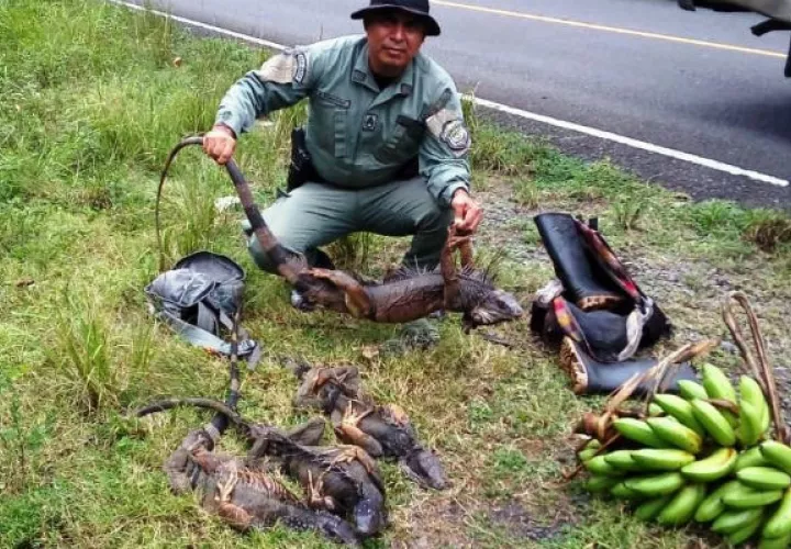 Los reptiles fueron liberados en la naturaleza. Foto. Diómedes Sánchez S.