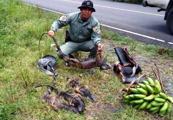 Los reptiles fueron liberados en la naturaleza. Foto. Diómedes Sánchez S.