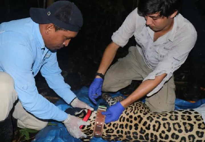 El jaguar es el felino  de mayor tamaño en América y diferentes organizaciones tratan de  evitar la extinción de este animal. EFE