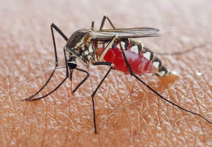 El mosquito Aedes aegypti es el principal transmisor del dengue. 