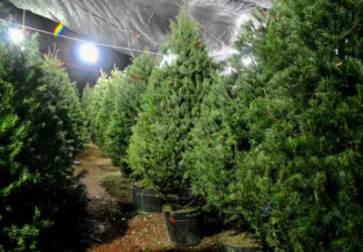  El precio de venta dependerá de las condiciones físicas del árbol de navidad. 