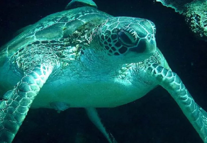En Panamá se han identificado unas 92 playas de anidación de tortugas marinas en la costa Caribe y otras 86 en el Pacífico. Foto/Cortesía